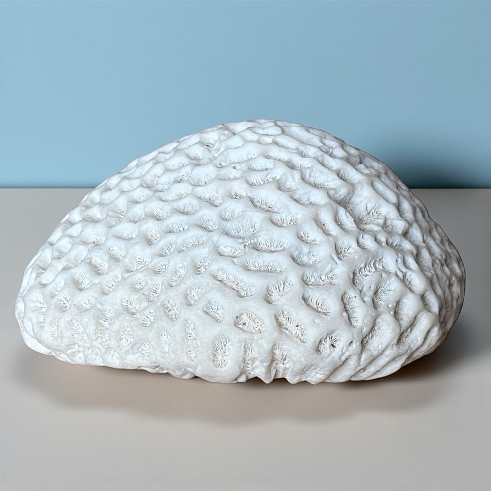 White Brain Coral Fossil? Specimen - 4.5”x4”x2.25”